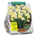 Baltus Narcissus Mini Mix bloembollen per 40 stuks