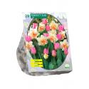 Baltus Perfect Duo Narcissus and Tulipa bloembollen per 20 stuks