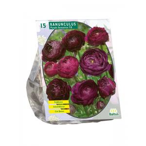 Baltus Ranunculus Purple Sensation Ranonkel bloembollen per 15 stuks