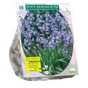 Baltus Scilla Hispanica Blauw sterhyacint bloembollen per 15 stuks