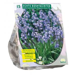 Baltus Scilla Hispanica Blauw sterhyacint bloembollen per 15 stuks