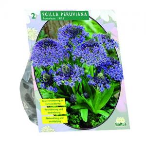 Baltus Scilla Peruviana sterhyacint bloembollen per 2 stuks