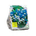 Baltus Scilla Siberica Mixed sterhyacint bloembollen per 40 stuks