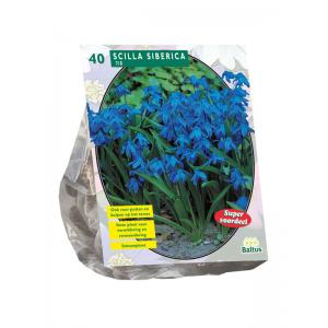 Baltus Scilla Siberica sterhyacint bloembollen per 40 stuks Baltus Scilla Siberica sterhyacint bloembollen per 40 stuks