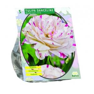 Baltus Tulipa Danceline tulpen bloembollen per 5 stuks