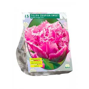 Baltus Tulipa Dubbel Gefranjerd Crispion Sweet tulpen bloembollen 15 stuks