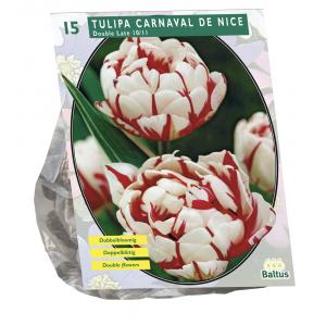 Baltus Tulipa Dubbel Laat Carnaval de Nice tulpen bloembollen per 15 stuks