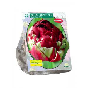 Baltus Tulipa Dubbel Laat Uncle Tom tulpen bloembollen per 20 stuks