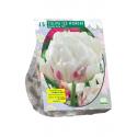 Baltus Tulipa Dubbel Vroeg Ice Wonder tulpen bloembollen per 15 stuks