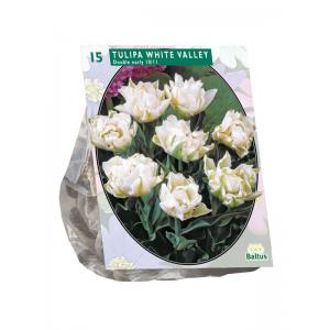 Baltus Tulipa Dubbel Vroeg White Valley tulpen bloembollen per 15 stuks