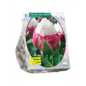 Baltus Tulipa Ice Cream tulpen bloembollen per 5 stuks