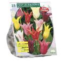 Baltus Tulipa Leliebloemig Mix tulpen bloembollen per 25 stuks