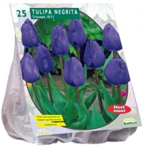 Baltus Tulipa Negrita Triumph tulpen bloembollen per 25 stuks