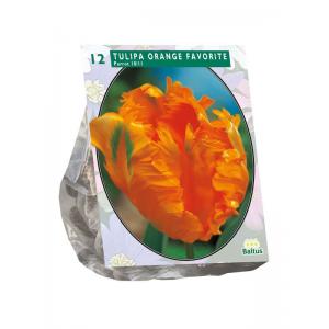 Baltus Tulipa Orange Favourite Parkiet tulpen bloembollen per 12 stuks