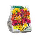 Baltus Tulipa Specie Mix tulpen bloembollen per 40 stuks