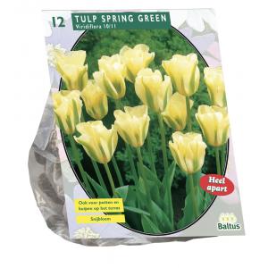 Baltus Tulipa Spring Green Viridiflora tulpen bloembollen per 20 stuks