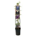 Blauwe bosrank (Clematis "Multi Blue") klimplant 120 cm