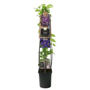 Paarse bosrank (Clematis "Jackmanii") klimplant 120 cm