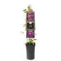 Rode bosrank (Clematis "Rouge Cardinal") klimplant 120 cm