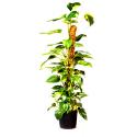 Plantenstok kokos 60 x 38 x 38 cm