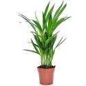 Areca Goudpalm lutescens XS kamerplant