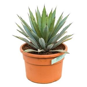 Agave macroacantha S kamerplant