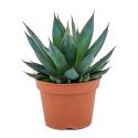 Agave shaka zulu kamerplant