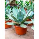 Agave titanova flat M kamerplant