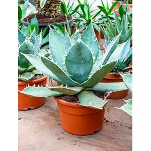 Agave titanova flat M kamerplant