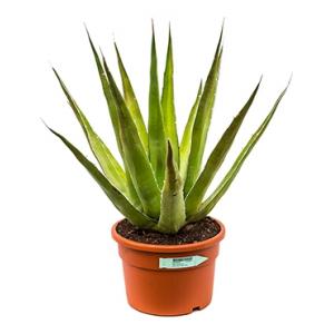 Agave triangularis S kamerplant