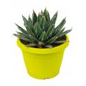 Agave victoria reginae A kamerplant