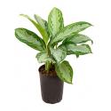 Aglaonema silver bay XS hydrocultuur plant