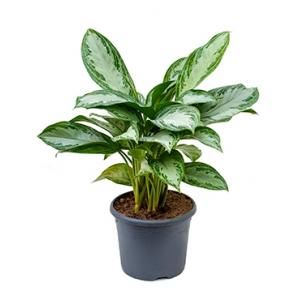 Aglaonema silver bay S kamerplant