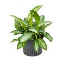 Aglaonema silver bay L hydrocultuur plant