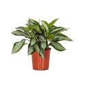 Aglaonema silver moon kamerplant