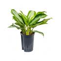 Aglaonema silver moon hydrocultuur plant