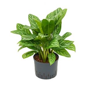 Aglaonema stripes M hydrocultuur plant