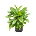 Aglaonema stripes XL hydrocultuur plant