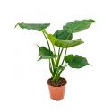 Alocasia cucullata S kamerplant