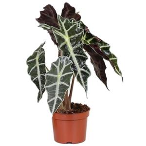 Alocasia polly S kamerplant