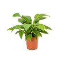 Anthurium jungle bush M kamerplant