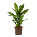 Aspidistra elatior L hydrocultuur plant