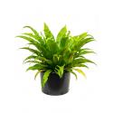 Asplenium antiquum varen kamerplant