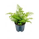 Asplenium varen parvati S hydrocultuur plant