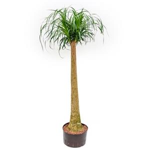 Beaucarnea recurvata stam 120 hydrocultuur plant Beaucarnea recurvata stam 120 hydrocultuur plant