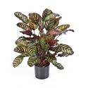 Kunstplant Calathea red M