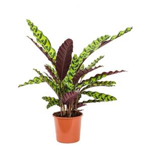 Calathea insignis S kamerplant