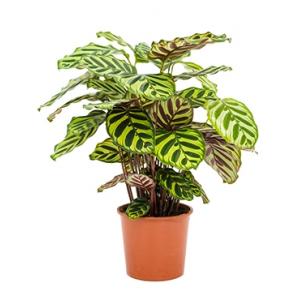 Calathea makoyana kamerplant