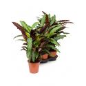 Calathea rufibarba wavestar S kamerplant