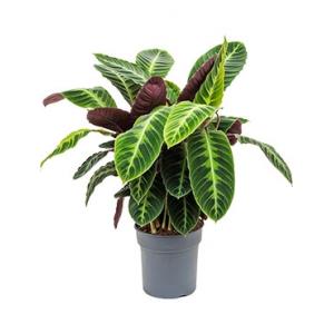 Calathea warscewiczii M kamerplant